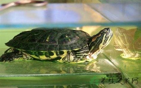 巴西龜可以吃高麗菜嗎 土黃色錢包